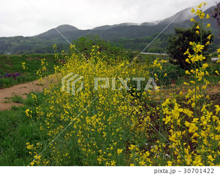 菜の花 30701422
