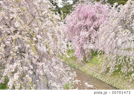 山里の遅い春に咲く宮川のシダレザクラ 岐阜県高山市 山里の遅い春に咲く宮川のシダレザクラ 岐阜県高山市 30701473