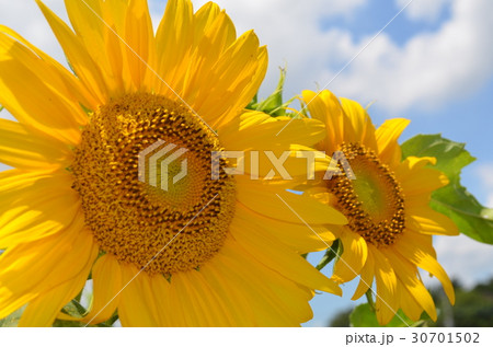 真夏のひまわり 30701502