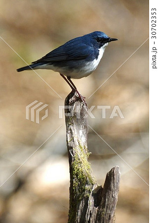 コルリ コルリ 30702353