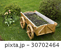tulips and flower bed on the lawn 30702464