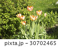 tulips and flower bed on the lawn 30702465