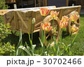 tulips and flower bed on the lawn 30702466
