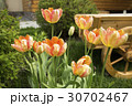 tulips and flower bed on the lawn 30702467