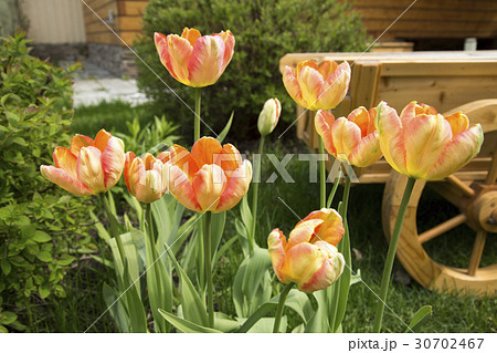 tulips and flower bed on the lawn tulips and flower bed on the lawn 30702467