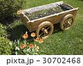 tulips and flower bed on the lawn 30702468