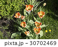 tulips and flower bed on the lawn 30702469