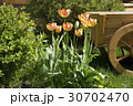 tulips and flower bed on the lawn 30702470