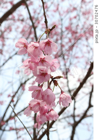 桜「みやび」1 30702476