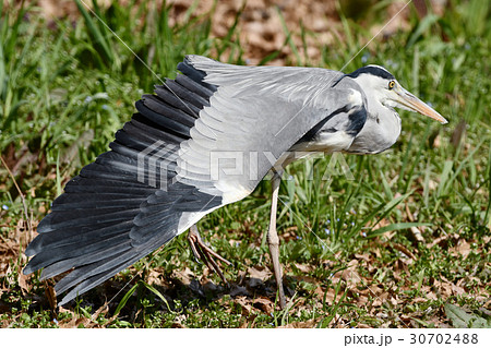 アオサギ 30702488