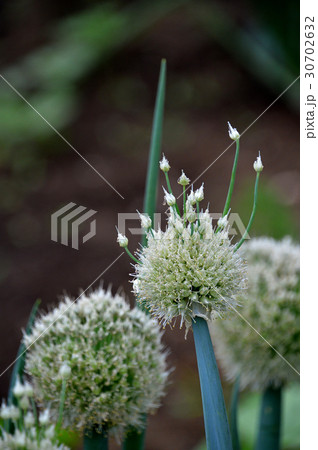 ネギボウズ（葱坊主） 30702632