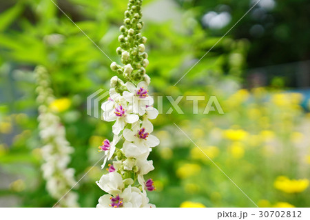 上品で美しいシロバナモウズイカ 上品で美しいシロバナモウズイカ 30702812