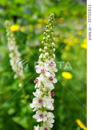 上品で美しいシロバナモウズイカ 上品で美しいシロバナモウズイカ 30702813