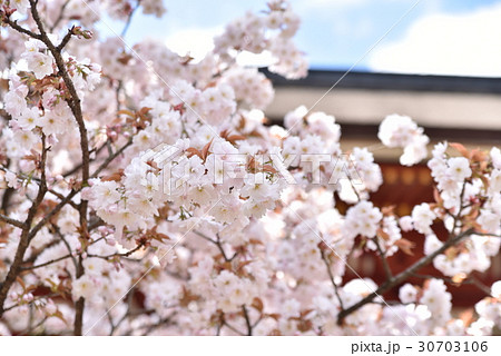 【世界遺産 紀伊山地の霊場と参詣道】高野山壇上伽藍に咲く対面桜　和歌山県伊都郡高野町 30703106
