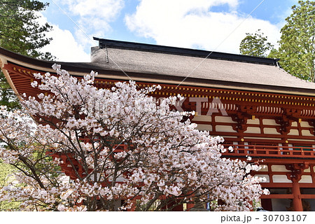 【世界遺産 紀伊山地の霊場と参詣道】高野山壇上伽藍に咲く対面桜と中門　和歌山県伊都郡高野町 30703107
