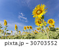 Sunflower in Valley 30703552