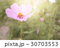 Cosmos in the Garden 30703553
