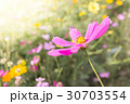 Cosmos in the Garden 30703554