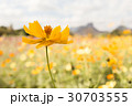Cosmos in the Garden 30703555