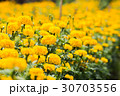 Marigold flower garden. 30703556