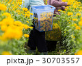 Two farmers are harvesting marigolds. 30703557