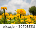 Marigold flower garden 30703558