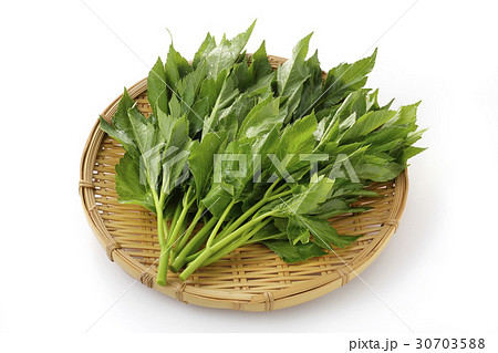 明日葉 明日葉 30703588