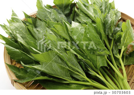 明日葉 30703603