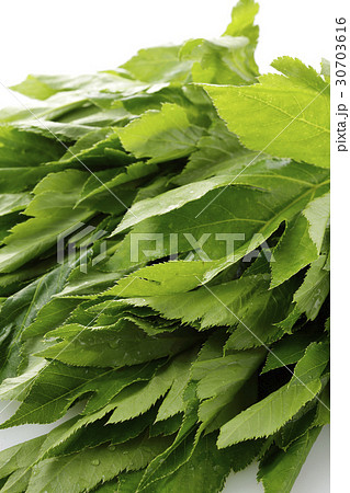 明日葉 明日葉 30703616