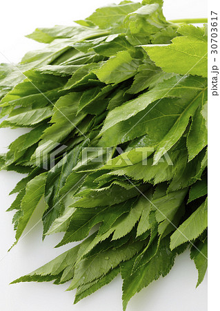 明日葉 明日葉 30703617