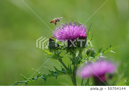 アザミの花とミツバチ 30704144