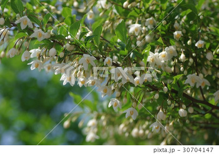 エゴノキ 30704147