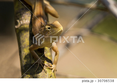 Image of chameleon on nature background. Reptile 30706538