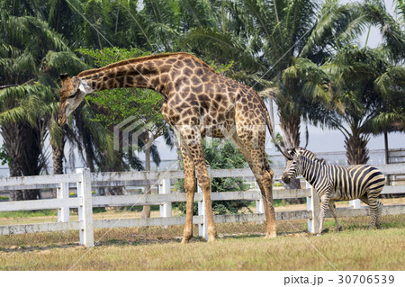 Image of a giraffe and zebra on nature background. 30706539