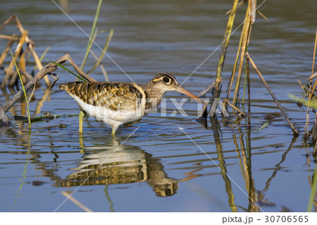 Image of birds are looking for food. 30706565