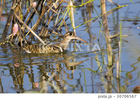 Image of birds are looking for food. Image of birds are looking for food. 30706567