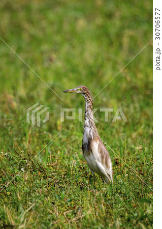 Image of Chinese Pond Heron (Ardeola bacchus) Image of Chinese Pond Heron (Ardeola bacchus) 30706577