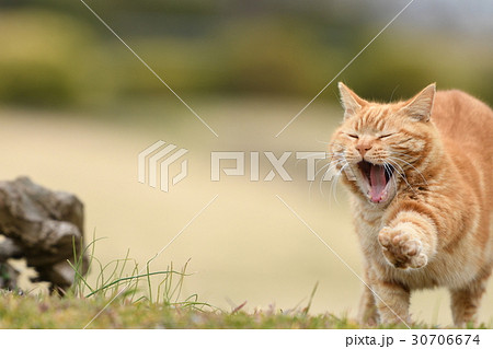 野良猫の行進 30706674