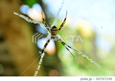 spider on web look creepy and scary on nature 30707240