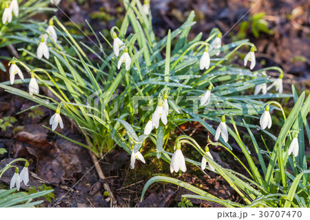 bushes of white snowdrop flowers on wet earth 30707470