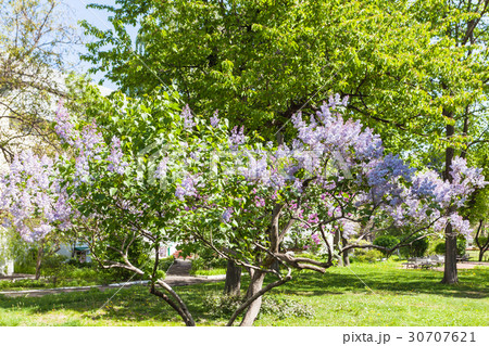 blossoming lilac in Kiev city in spring blossoming lilac in Kiev city in spring 30707621