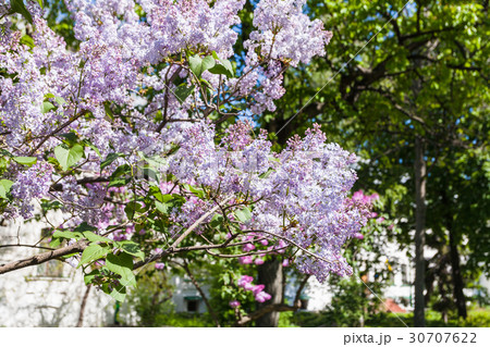lilac twigs with flowers in in Kiev city in spring lilac twigs with flowers in in Kiev city in spring 30707622
