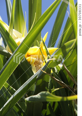 タコノキの花２ 30708331