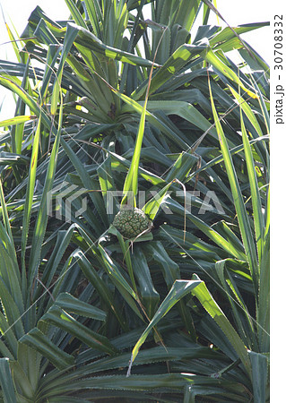 タコノキの実 30708332