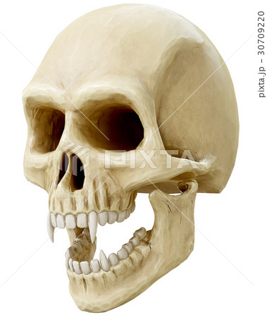 skull 30709220