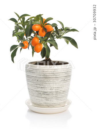 Kumquat tree  in flowerpot 30709932