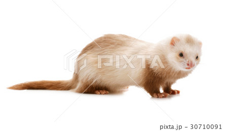 Cute red ferret Cute red ferret 30710091