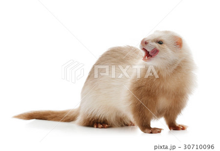 Cute red ferret Cute red ferret 30710096
