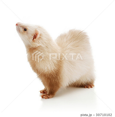 cute albino ferret