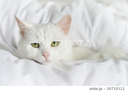 Pure white cat laying Pure white cat laying 30710121